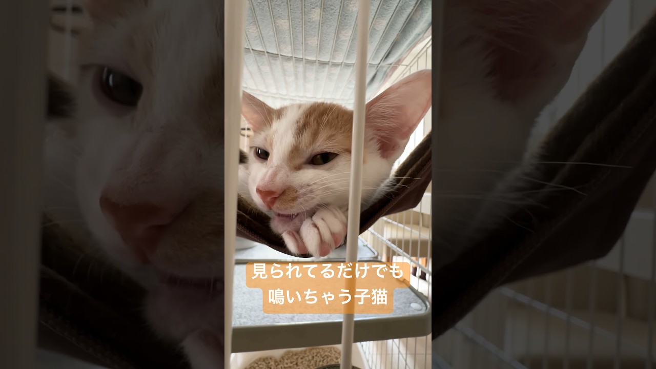 よく鳴く子猫に育ちました！ #shorts