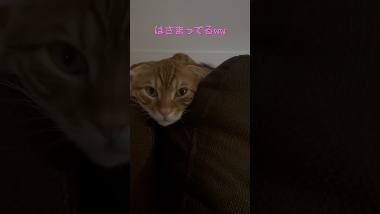 ジャストフィットなコモ🐈 #猫 #キンカロー #cat #catlover #catlovers #catvideo #고양이 #猫のいる暮らし #catvideos