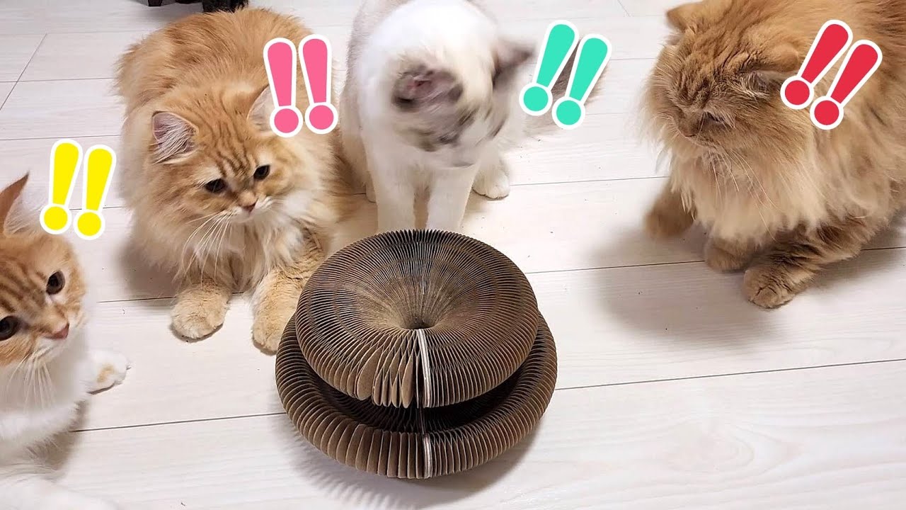 9匹の猫に猫のおもちゃ「魔法のオルガン」を見せてみた