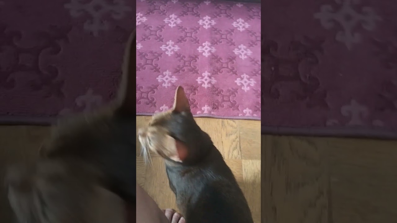 ネコ動画あび#1973　#shorts　あびの毎日　アビシニアン　あび