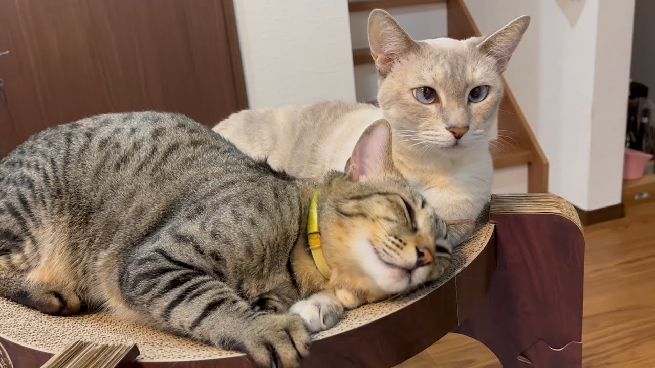 【猫壱】バリバリボウルタワーの上でイチャつく猫たち