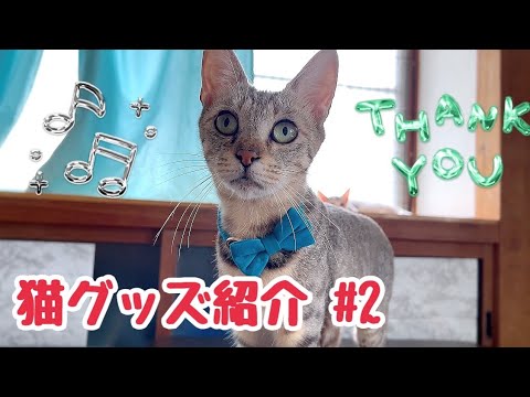 猫動画 出産後116日目 昨日に引き続き猫グッズ開封動画 首輪を着けてもらいました