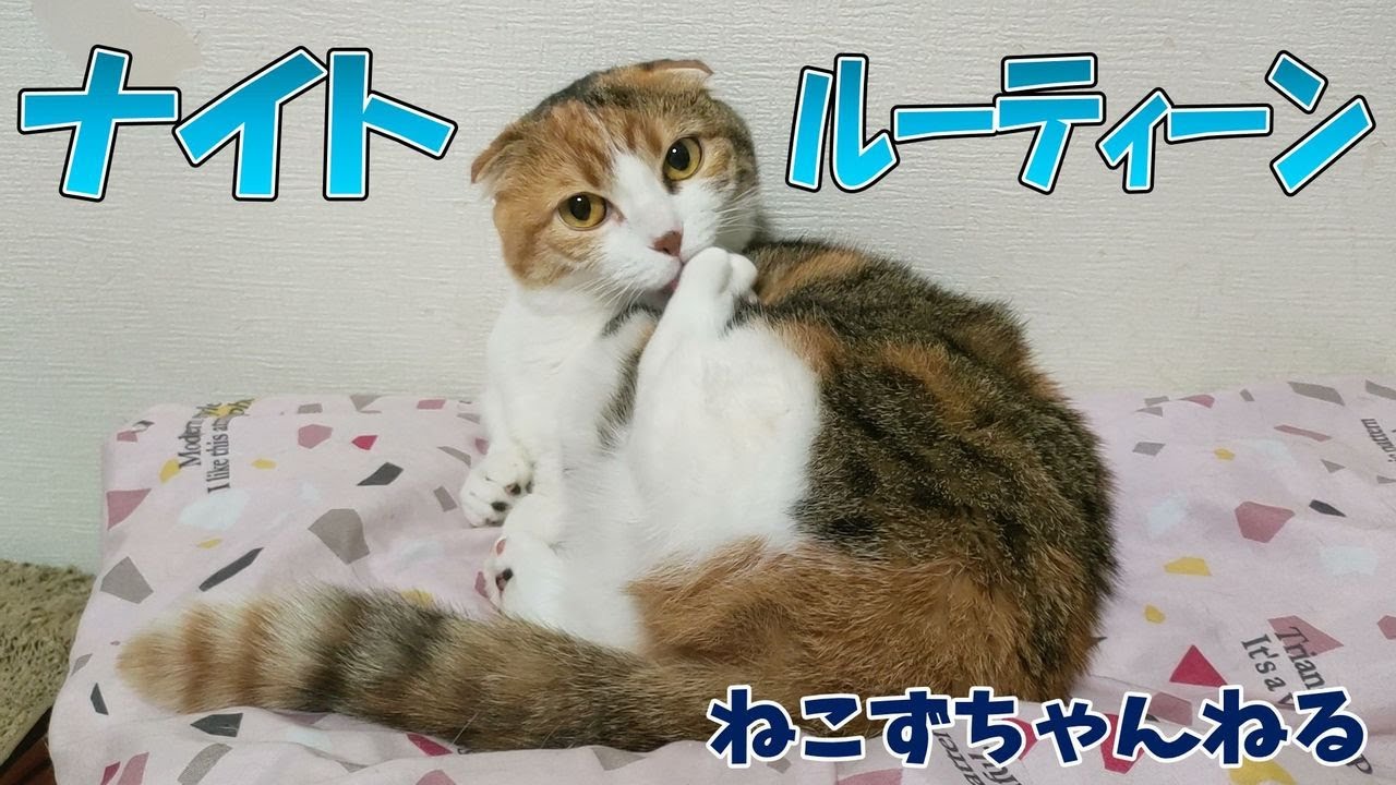 夜はママのベッドで寝るんです♪　マンチカン「むぎ」アメリカンショートヘア「さん」　ねこずちゃんねる616 #猫 #ねこ #cat #短足 #マンチカン