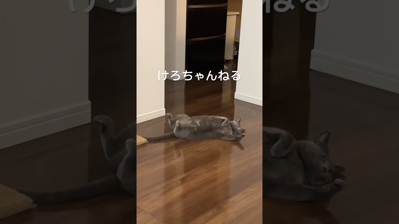 床に落ちてる猫#猫のいる暮らし #cat #catlover #russianblue #かわいい #ねこ #ねこのいる生活 #ロシアンブルー #neko