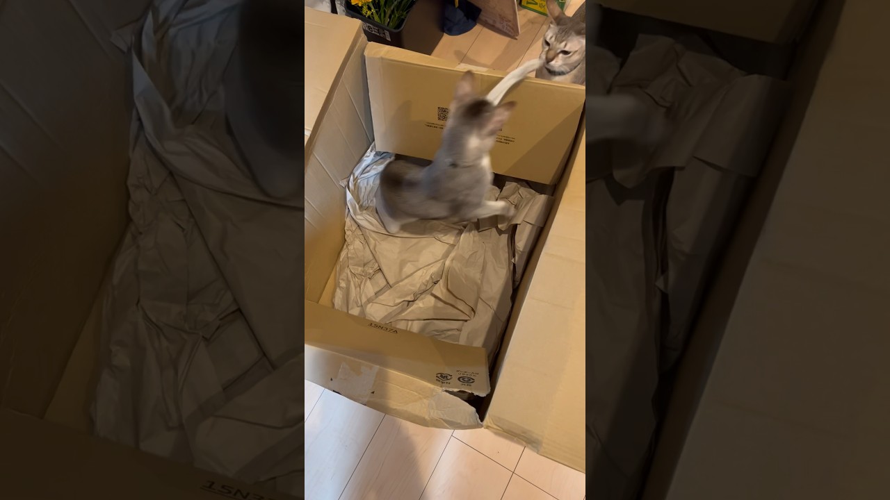 段ボールがお好きな様子のシンガプーラ兄弟