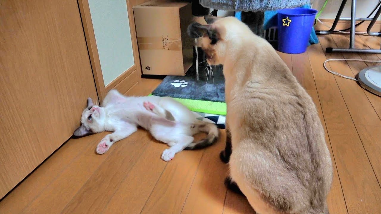 先住シャム猫に叱られるも反省してなさそうな新入り子猫🤭