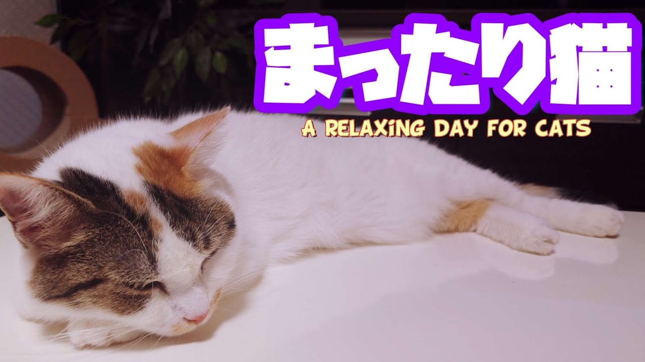 猫様達のゆっくりした１日　A relaxing day for cats
