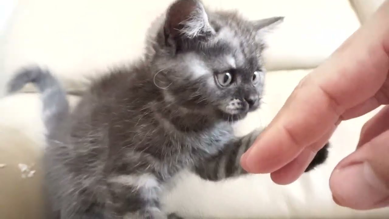 セルカークレックス子猫　2023.6.18産まれ 　ブラックスモーク　　男の子　シーダキャット猫のお店