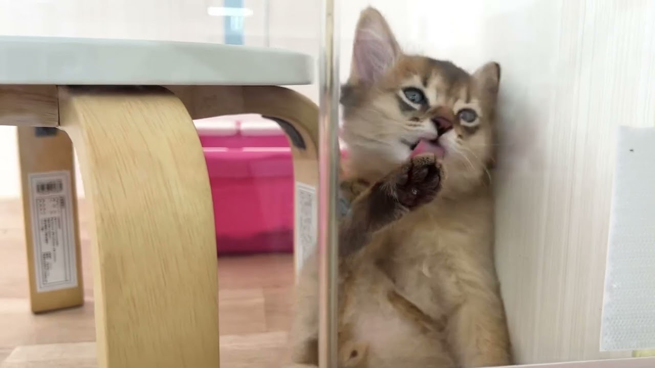 【2023年8月19日公開】初日から物怖じしないフレンドリーキャット♪ソマリの子猫男の子！