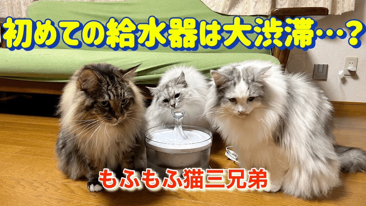 初めての給水器で最後は大渋滞で取り合い…？ラガマフィン猫三兄弟達