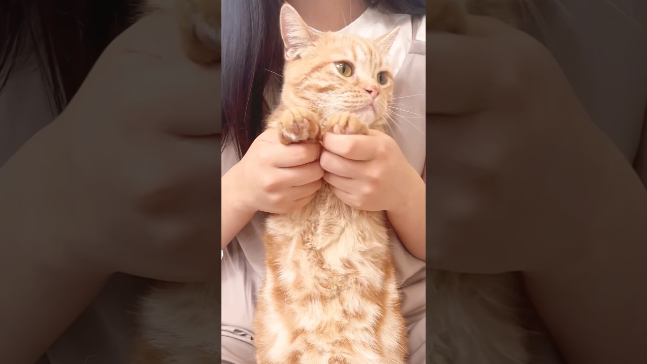 ちゃーぼー、ありがとう #猫 #マンチカン #shorts