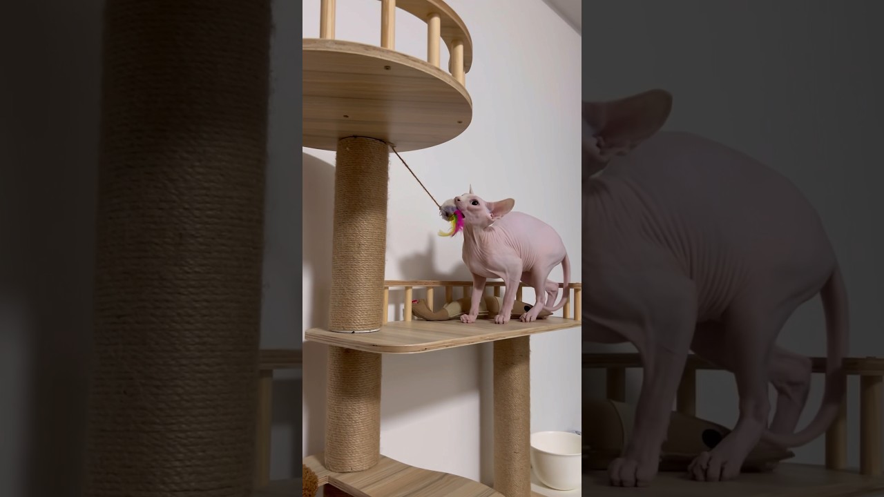 どうしても玩具を持っていきたい毛のない子猫【スフィンクス猫】