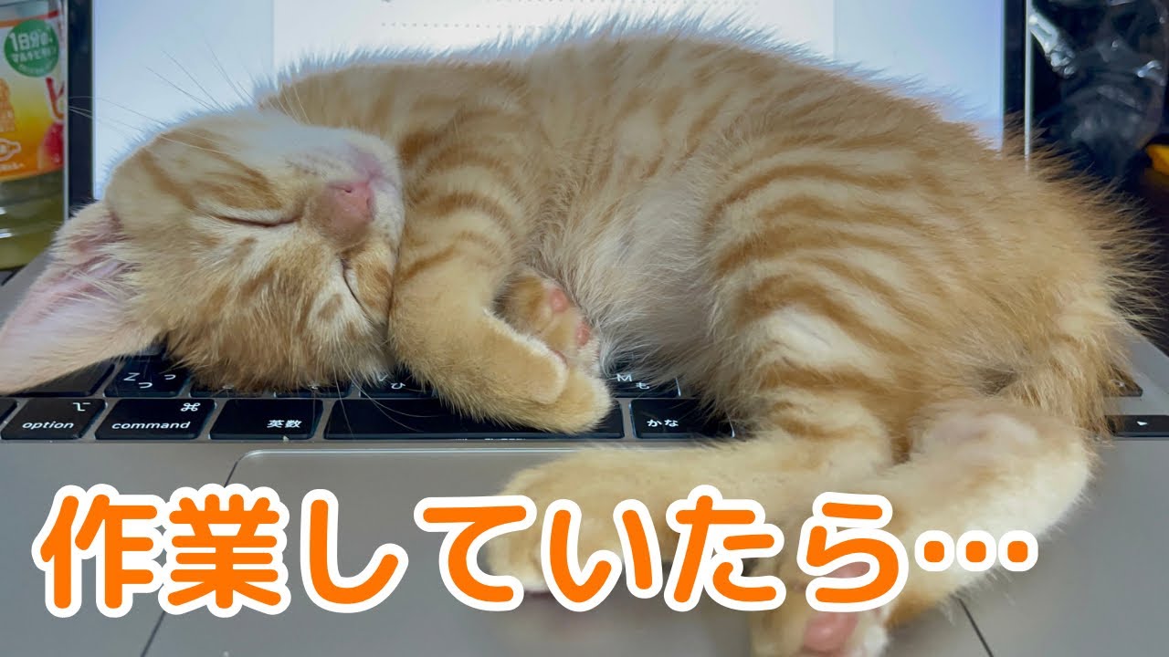 【子猫】茶トラの子猫が大胆な行動にでました…