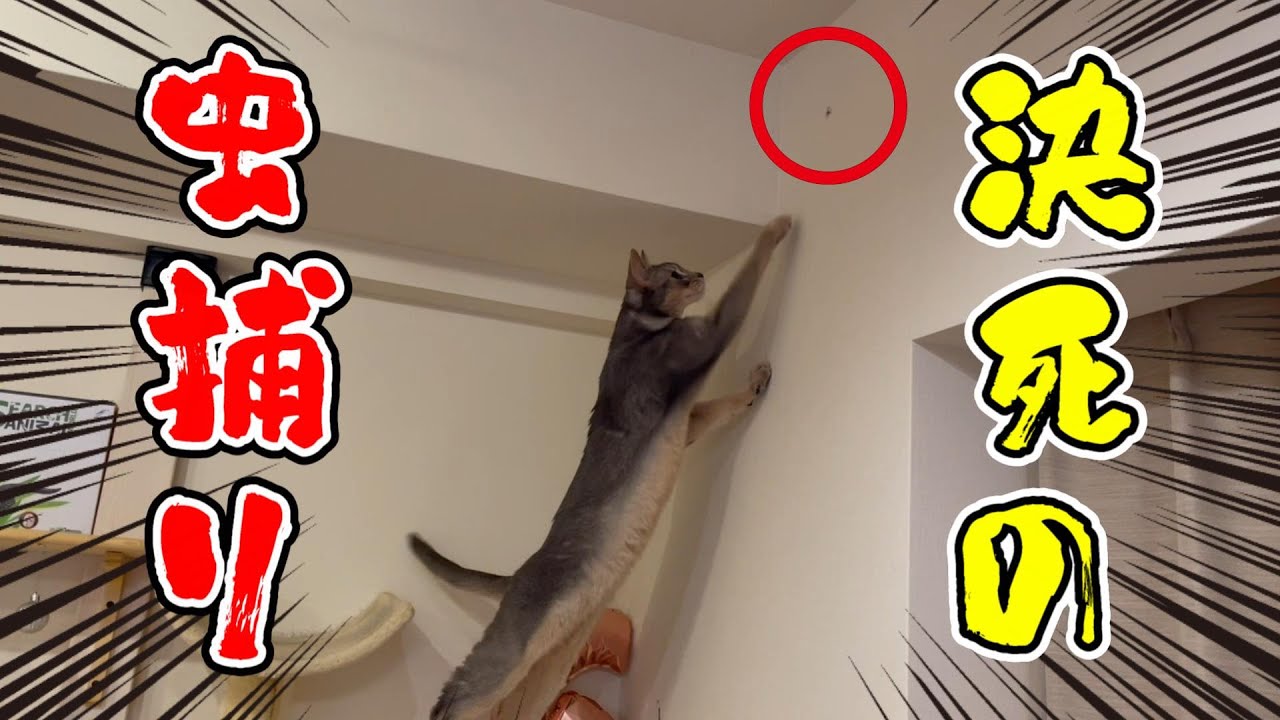 やっぱりリアル虫に大興奮する猫♡