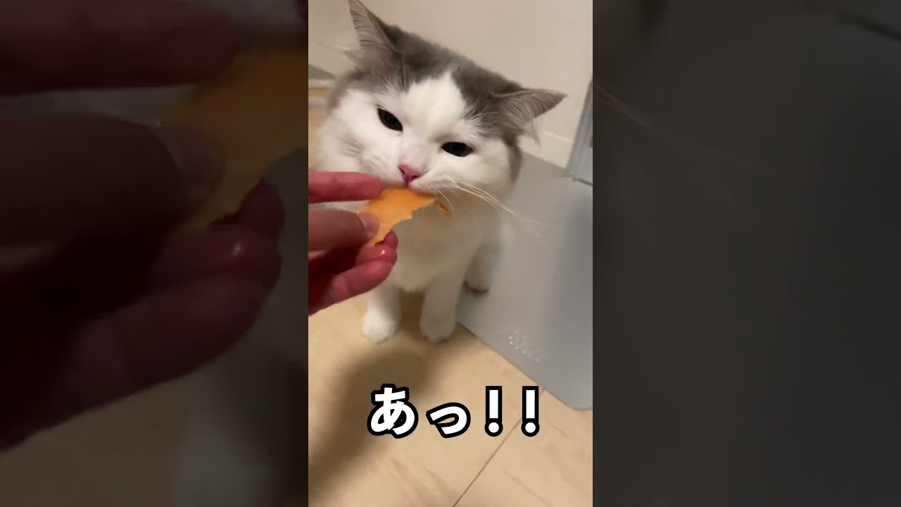 はじめて魚を食べる猫 #cat #ragamuffin #猫 #ラガマフィン #shorts