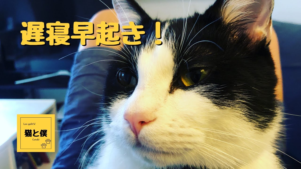 猫様と（強制）早起き！【保護猫と暮らして良かったことシリーズ】