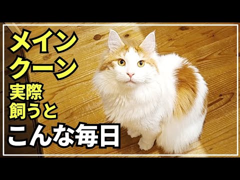 大型猫の日常ってこんな感じ！猫の運動不足を手作りアイテムで解消しました【メインクーン】