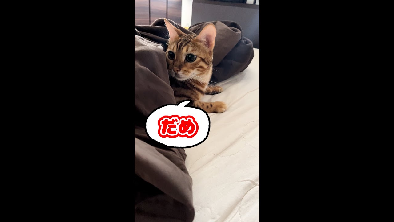 ベッドシーツを替えさせてくれない猫