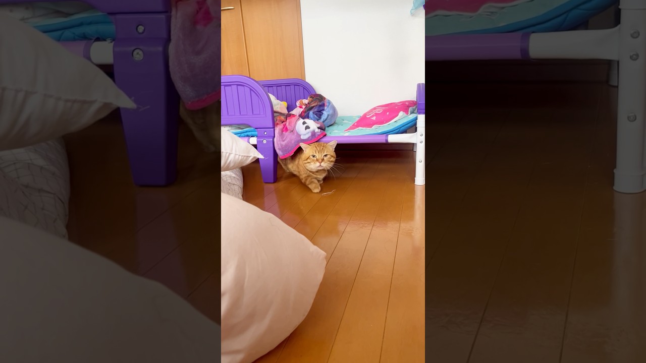 これがぽちゃくんの真の実力です！ #猫 #マンチカン #shorts