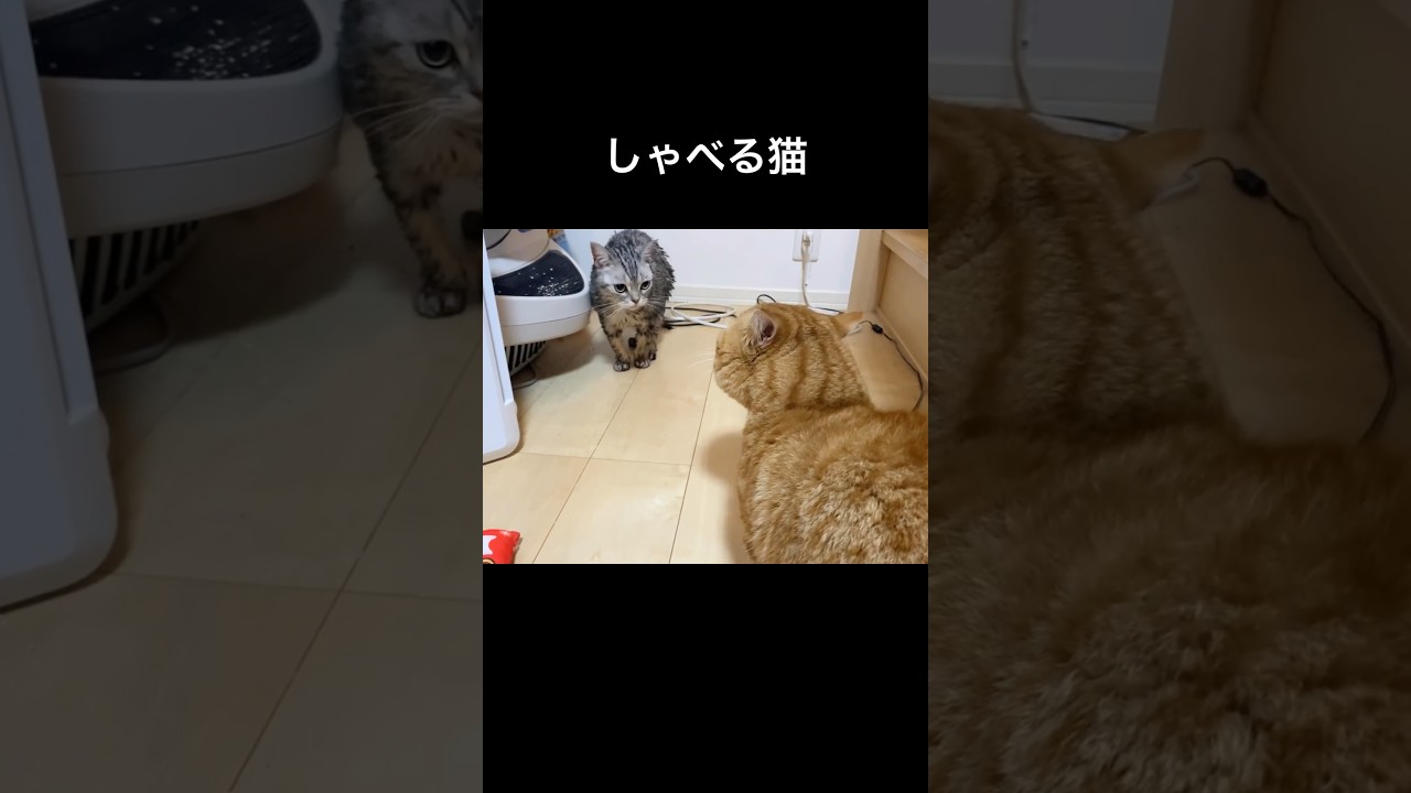 しゃべる猫 #猫 #マンチカン #shorts