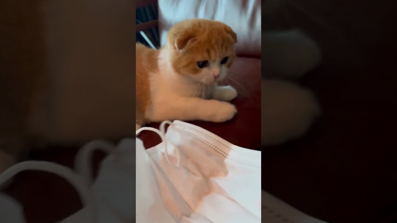 最後が可愛いすぎてしんどい  #スコティッシュフォールド #子猫 #猫 #shorts