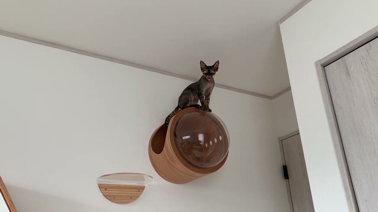 デボンレックス子猫は高いところが好きです(Devon Rex kitten likes high places)