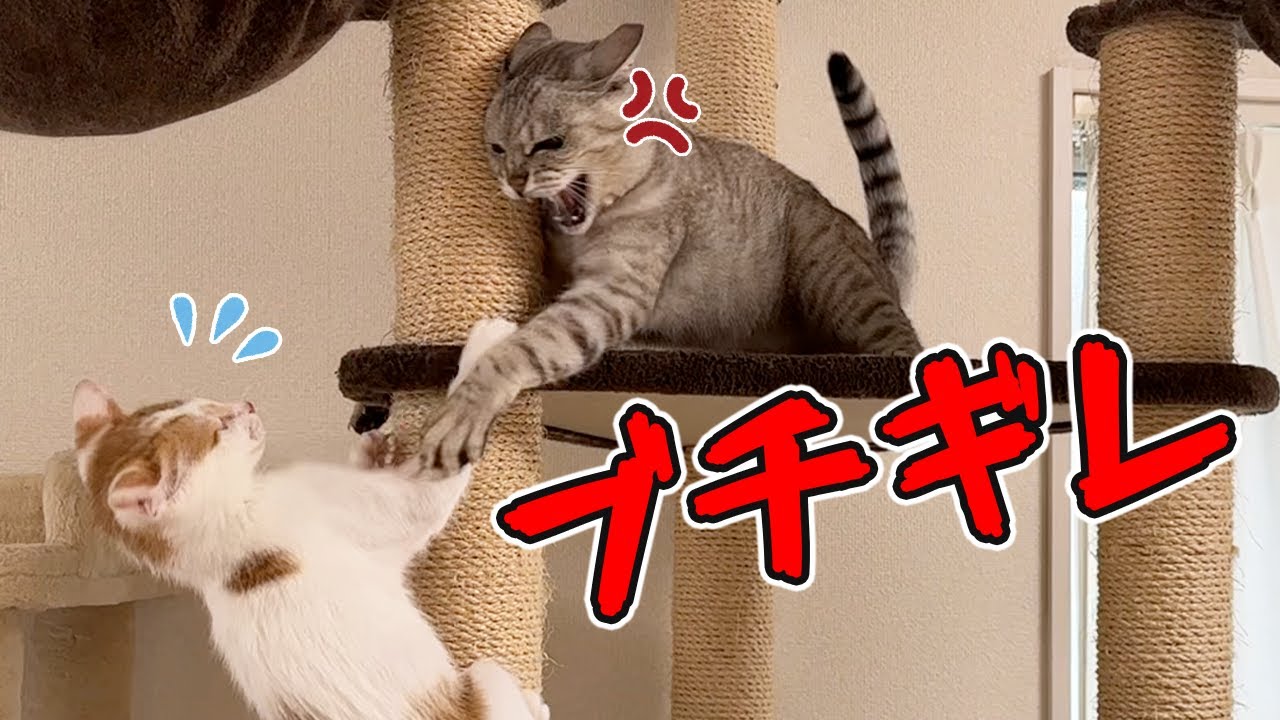 ついにボス猫(11歳)にキレられる新入り子猫！