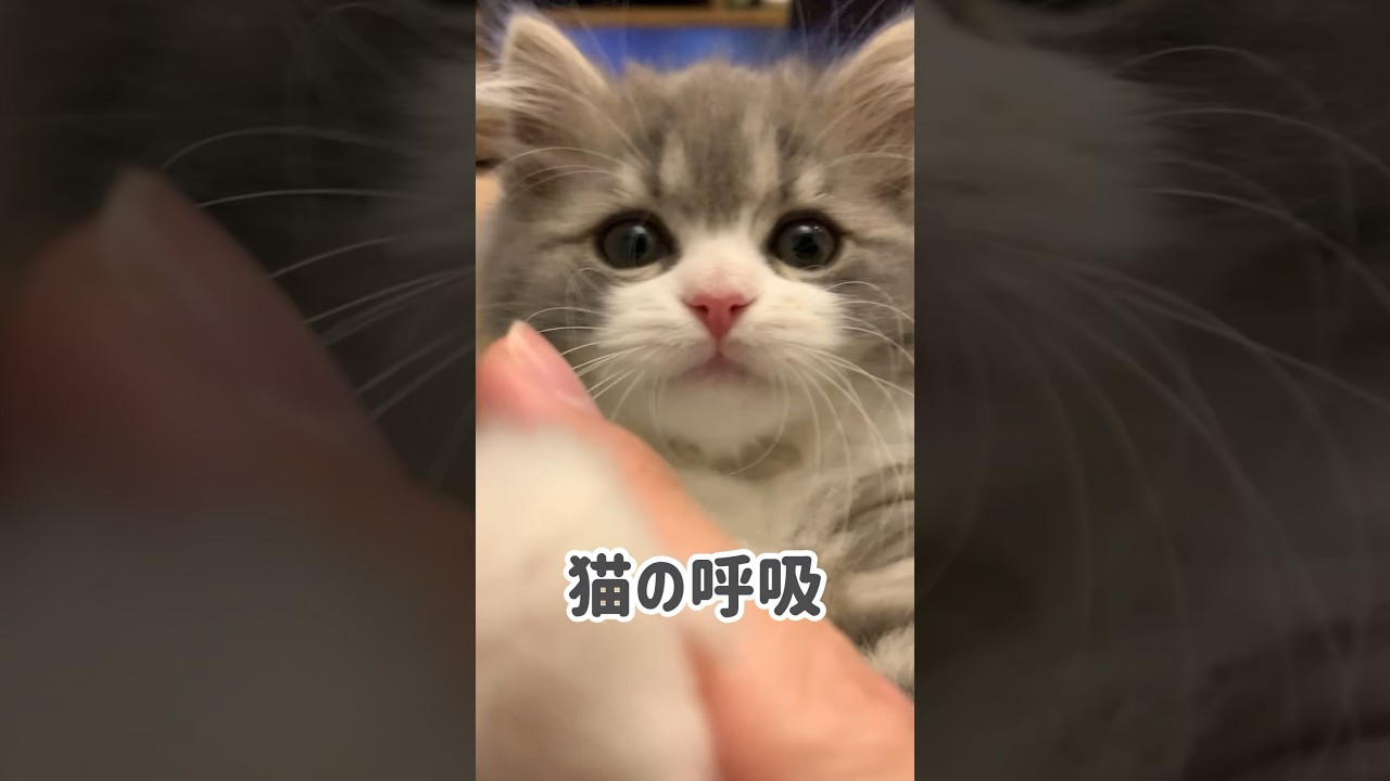 猫の呼吸、弐の型… #猫 #スコティッシュフォールド #子猫 #ねこ #猫動画
