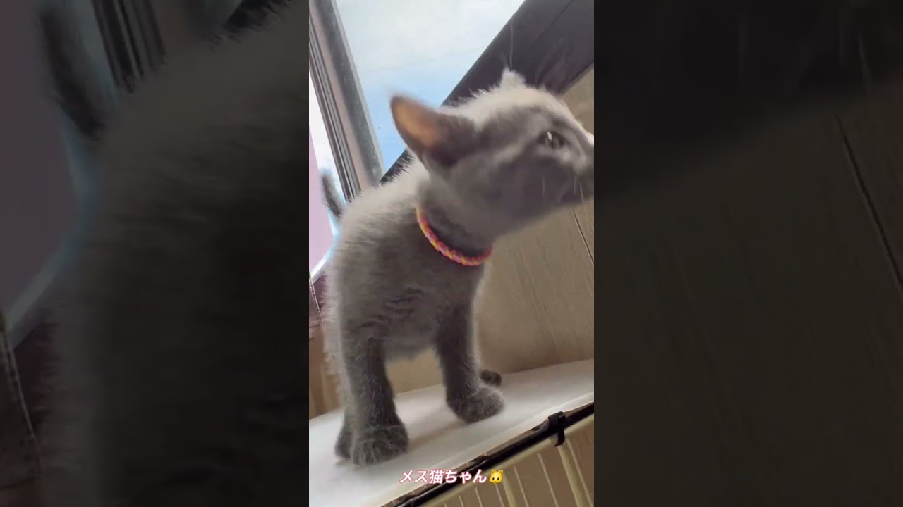 ロシアンブルー お転婆娘💕元気いっぱい