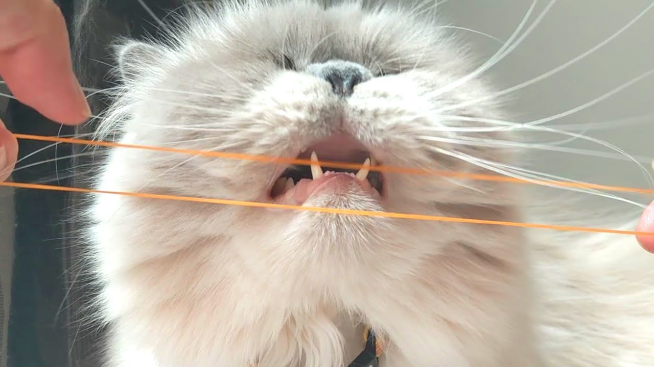 糸ようじを使う猫【ヒマラヤン猫】