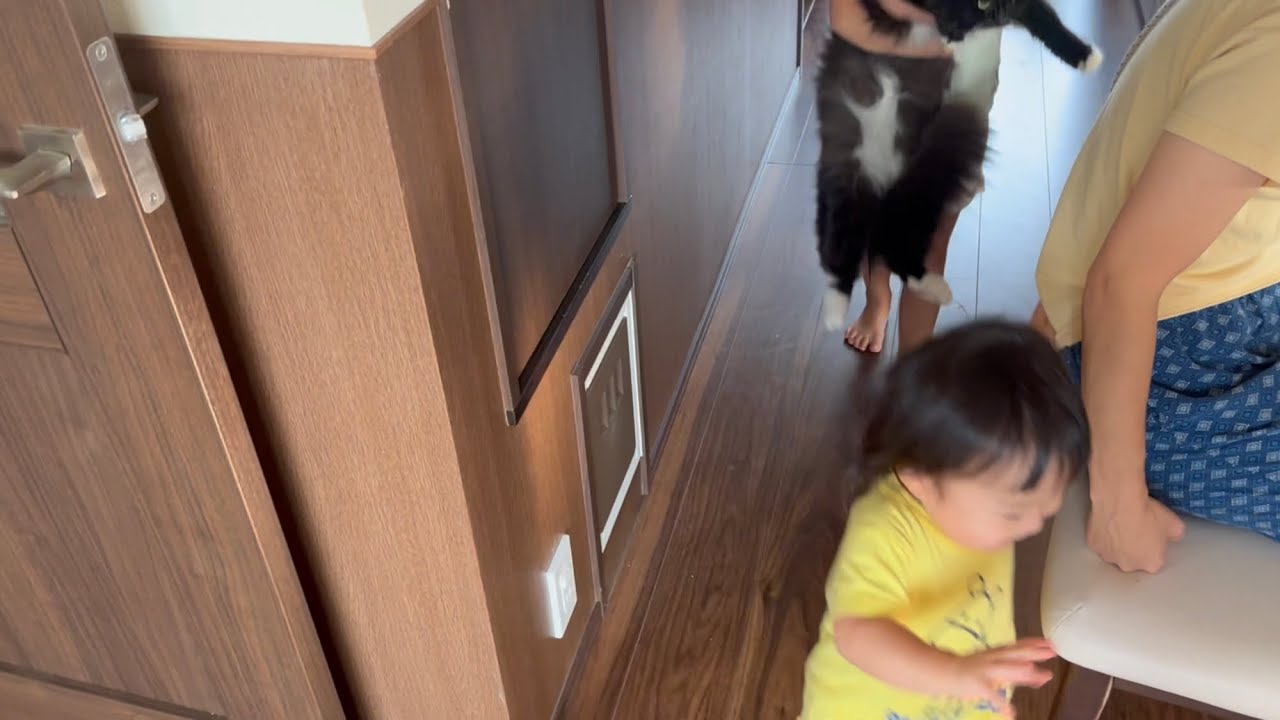 子供達から鬼ごっこの道具にされる猫　ラガマフィン　Cat used as a tool for tag