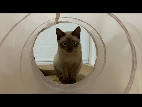 トンキニーズ【2022/09/04】