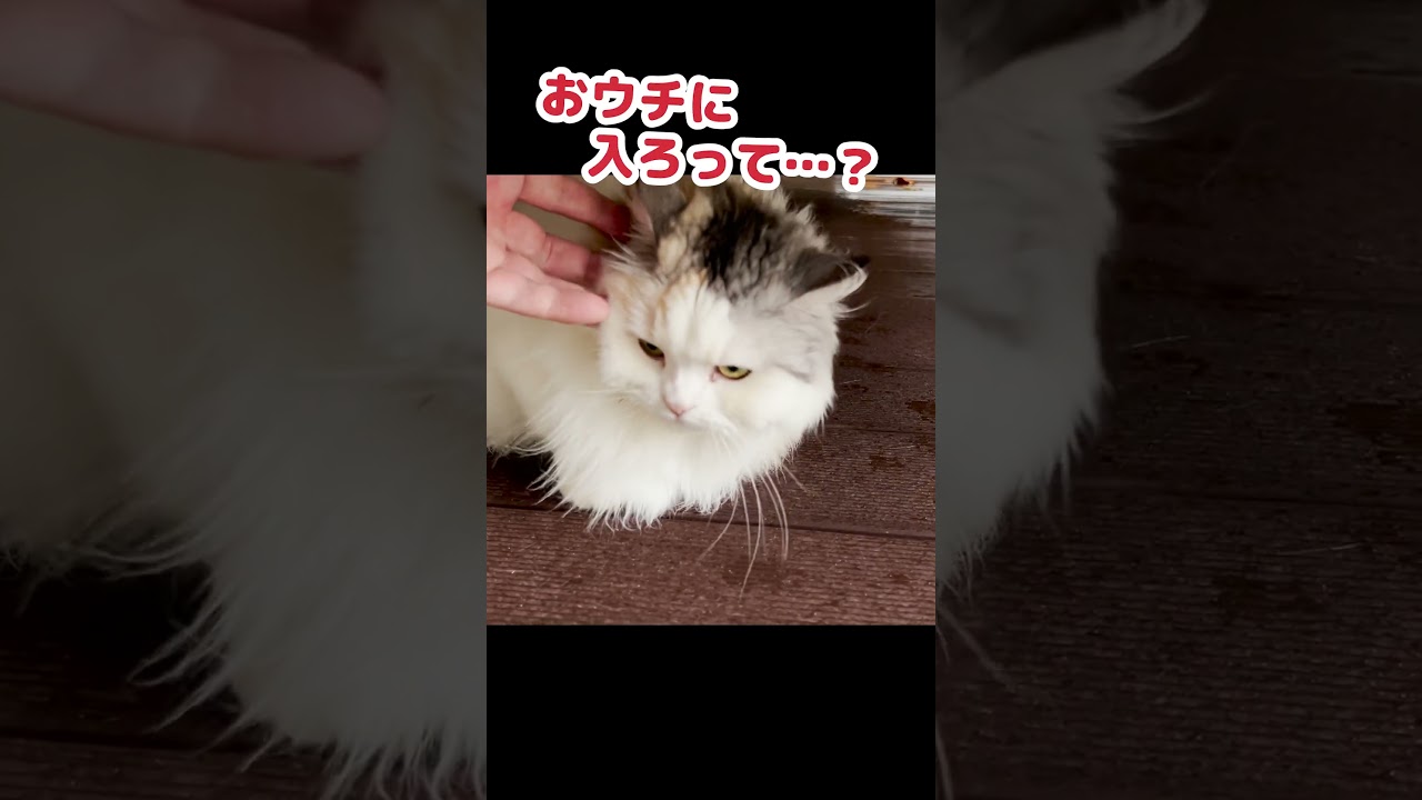 【台風直撃】暴風でも外で遊びたい猫 #Shorts