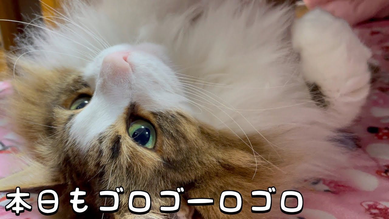 ゴロゴロするネコが可愛い【ノルウェージャンフォレストキャット】
