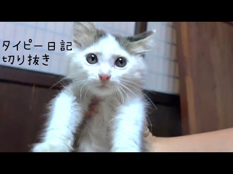 【実は…猫肌恋しかった子猫。】@taipi 【切り抜き】