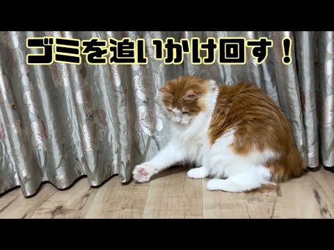 ゴミを追いかけ楽しむ猫【マリー（メインクーン）】
