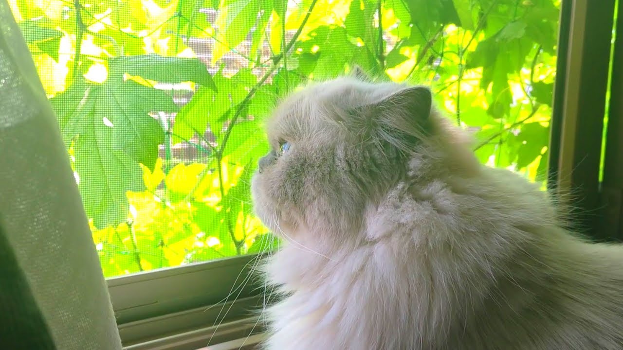 太陽と風と緑のカーテン【ヒマラヤン猫】