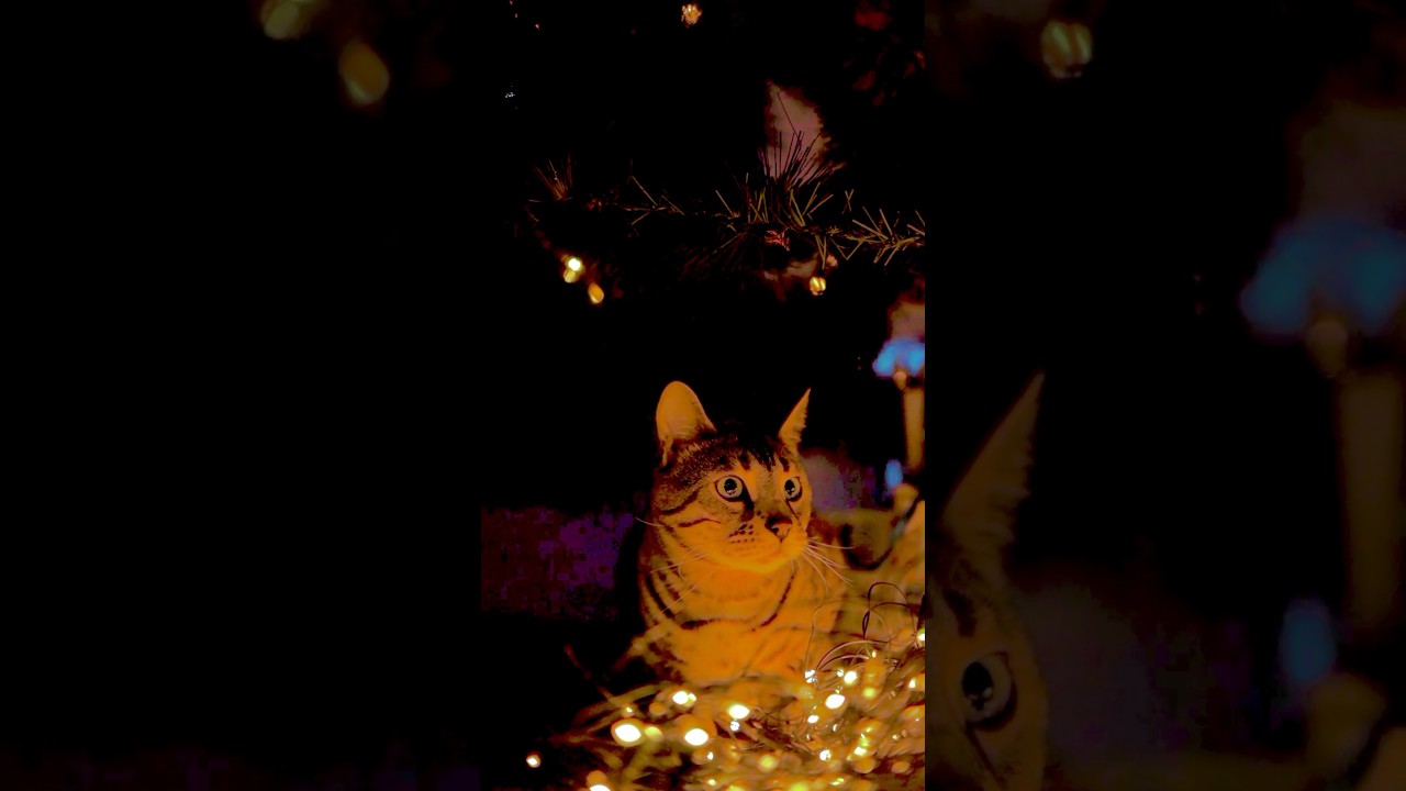 Brown cat #shorts #viral #cat #funnycats #cutecat #trending @dojacat