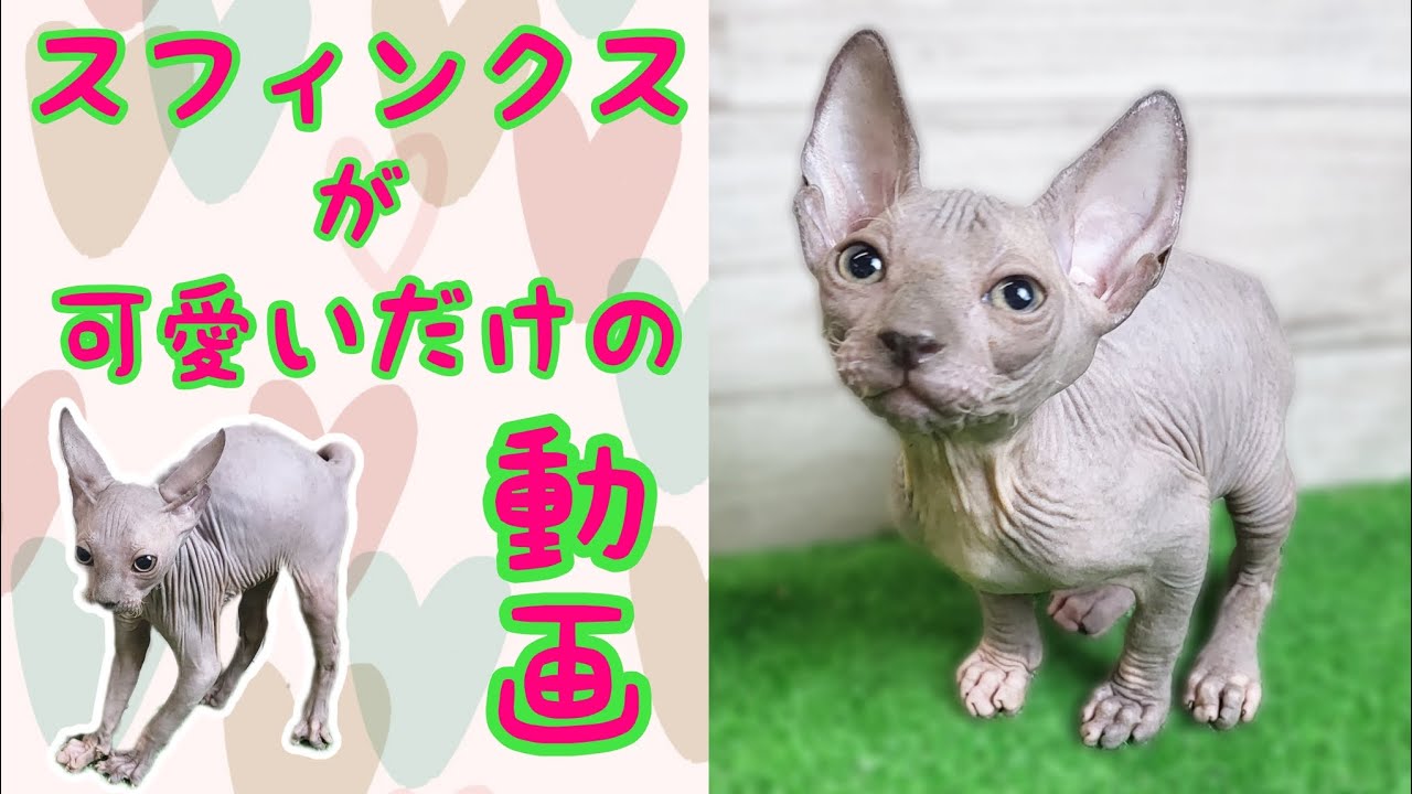 スフィンクス・子猫【府中四谷店】