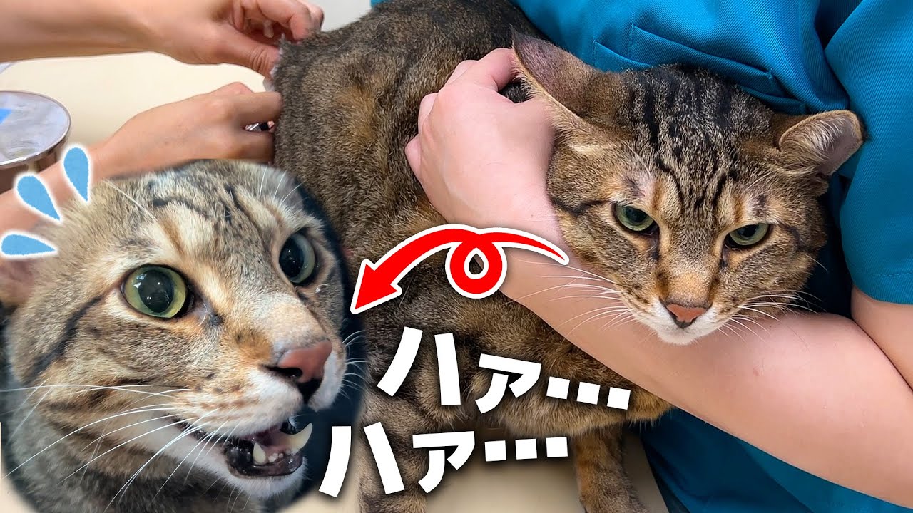 病院が嫌いすぎる猫に注射をブッ刺してもらおうとしたら様子がおかしくなってしまいました…