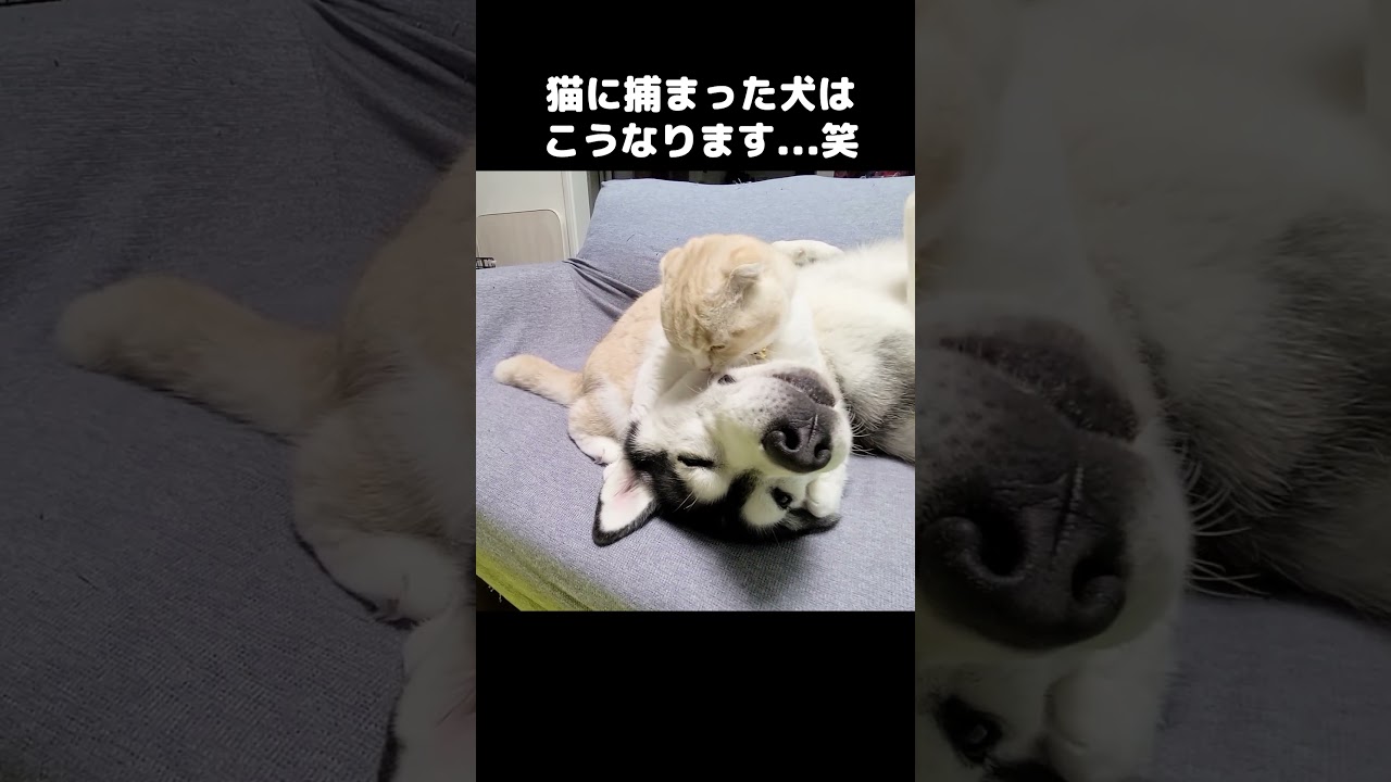 猫に捕まった犬はこうなる...笑 #犬と猫