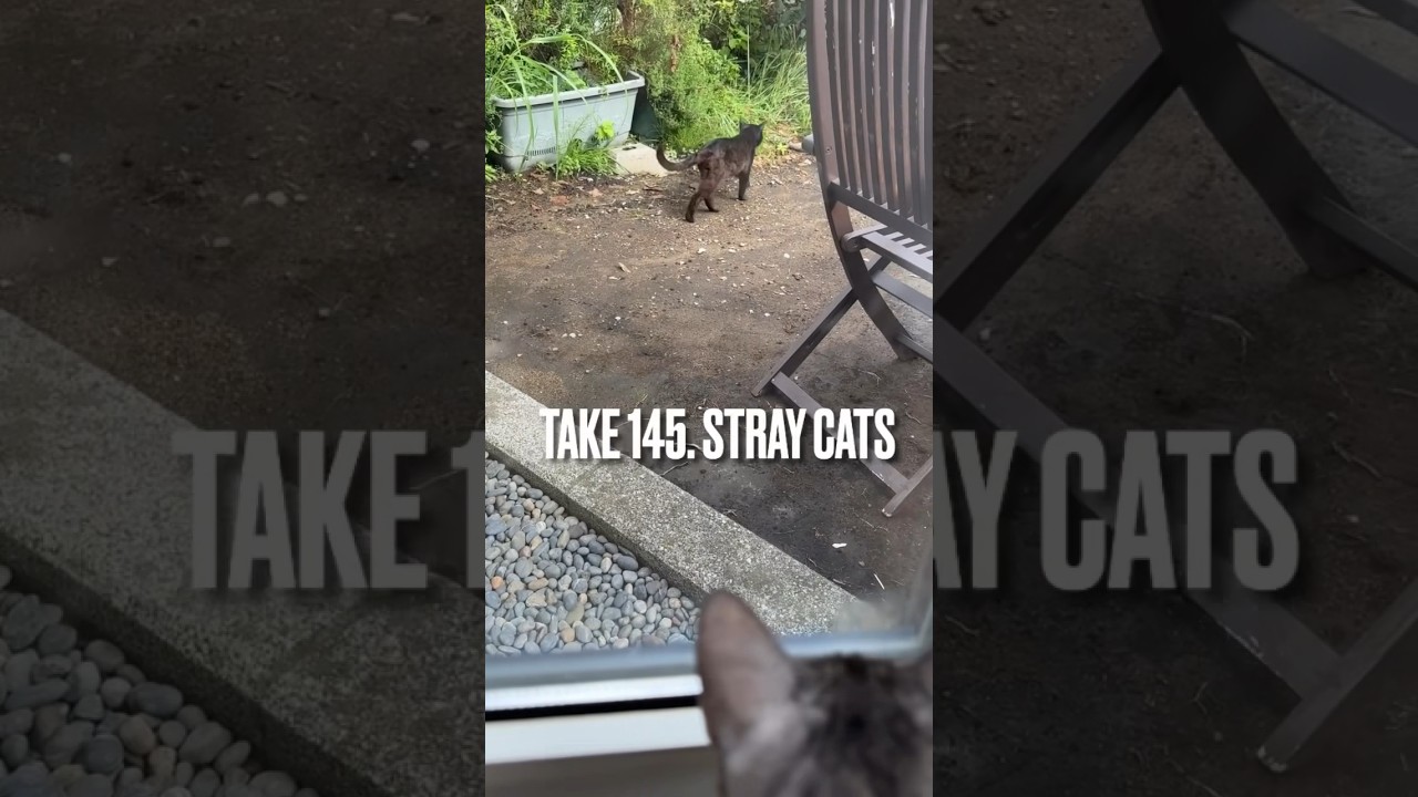 【まさか⁉️ママ見た❓あの子、うちのお庭でオチッコしてるにゃ❗️】#野良猫 #ニャルソック #衝撃 を受ける#ねこ #猫あるある #ねこと暮らす #猫動画 #エジプシャンマウ #shorts