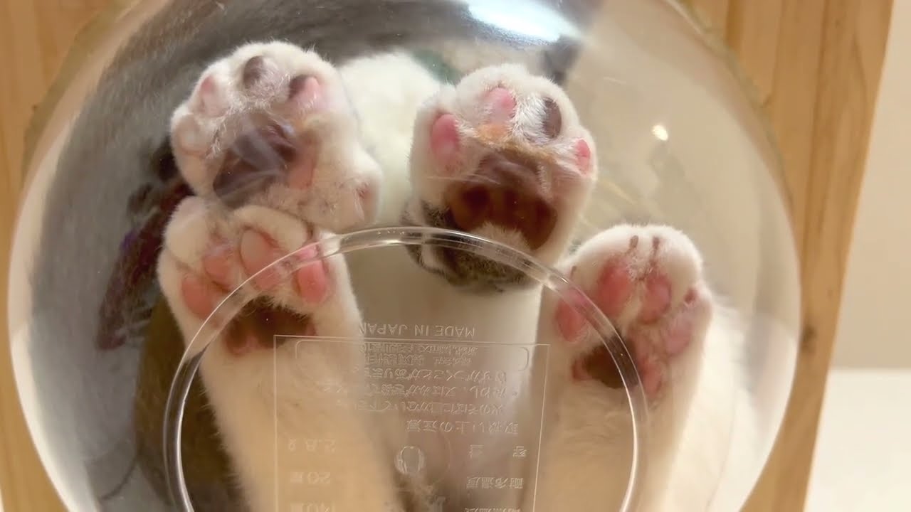 コレ（肉球）が見たくて♪透明ハンモックＤＩＹ