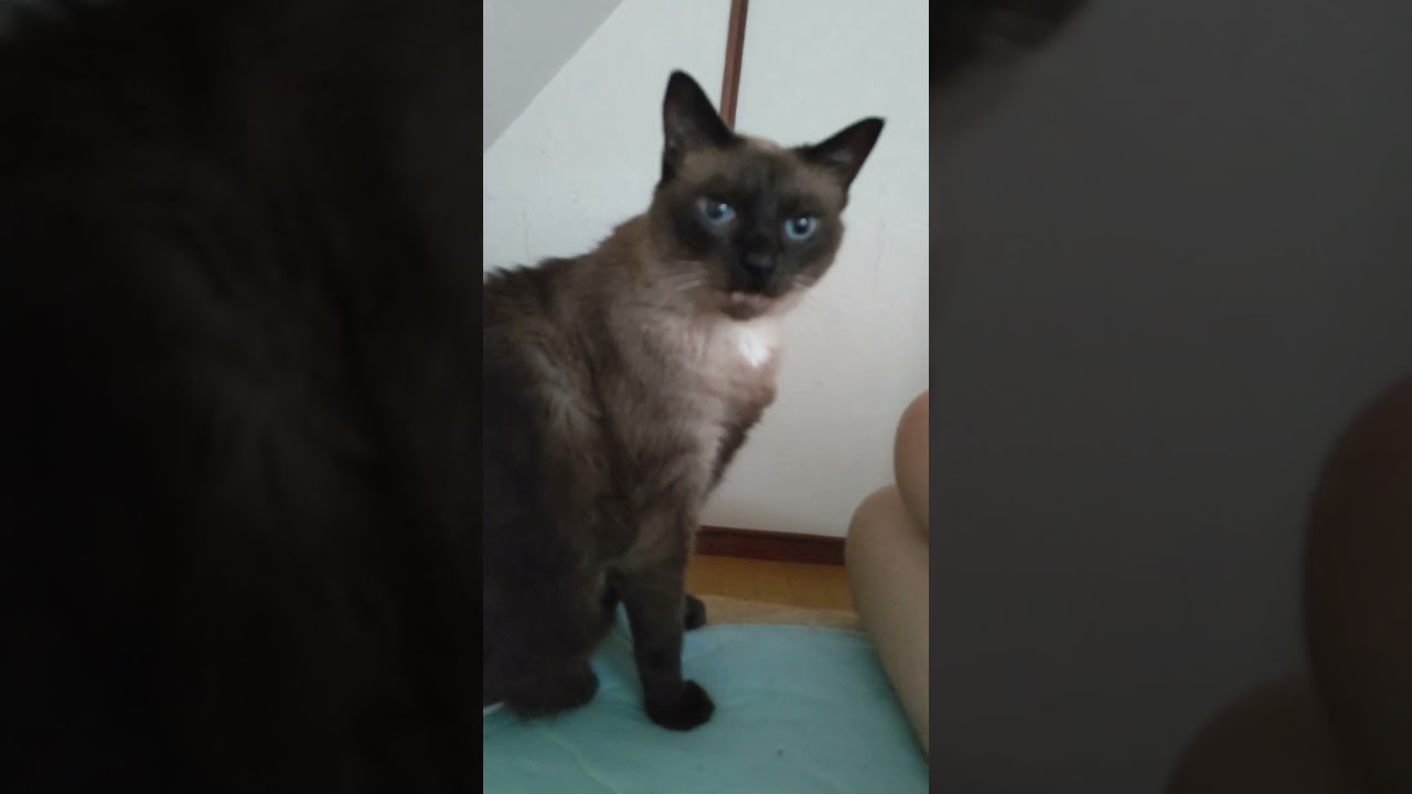 サイレントニャーで起こそうとしてくるチャレンジャー#猫 #cat #shorts