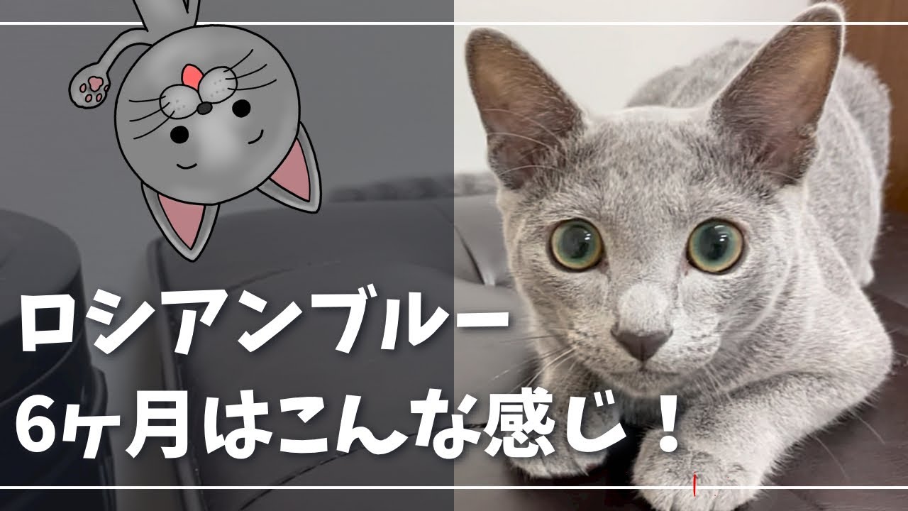 ウチに来てくれたヤンチャで陽キャな子猫『回想編』【ロシアンブルー】