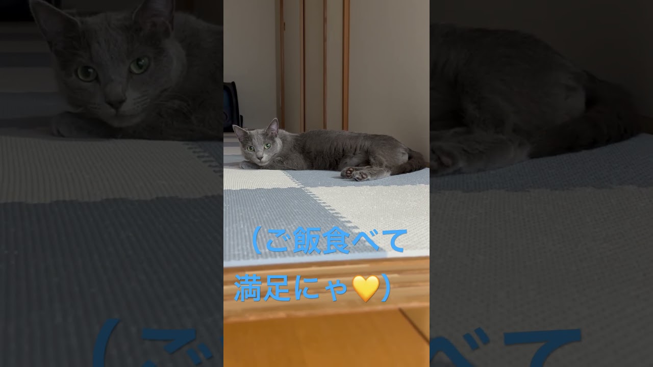 ご飯後の満足気なそらちゃん（ロシアンブルー）#shorts