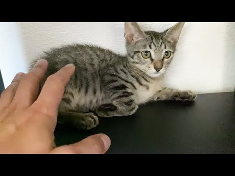 警戒する子猫を触ろうとした結果