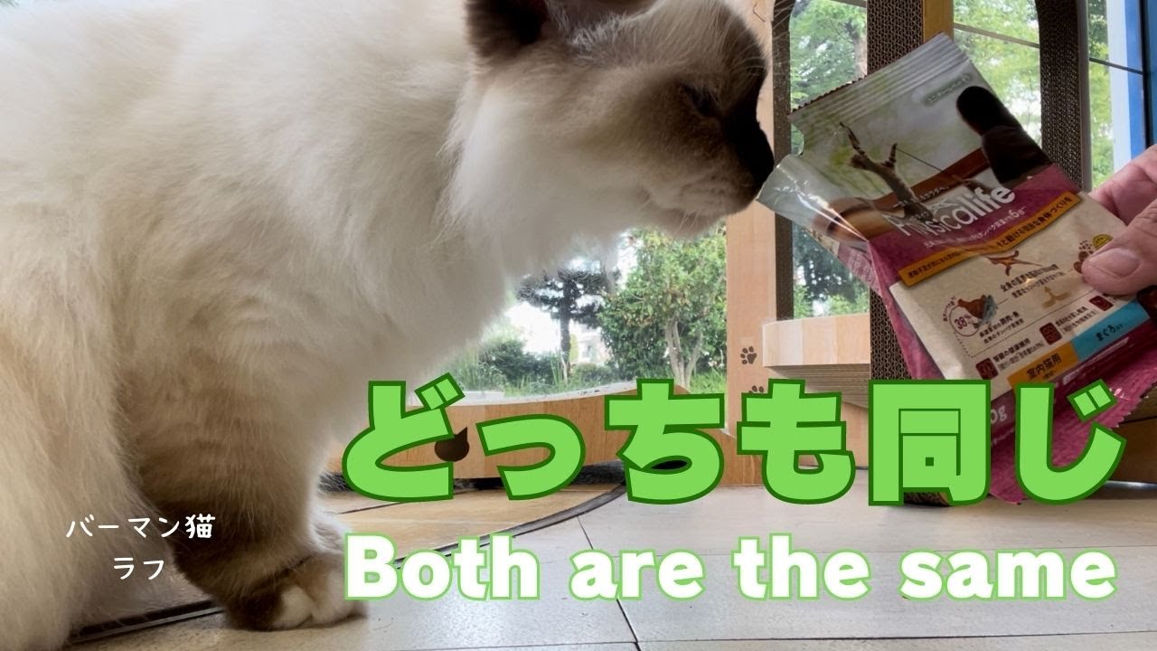 バーマン猫ラフとミカとガブ【どっちも同じ】Both are the same（バーマン猫）Birman/Cat