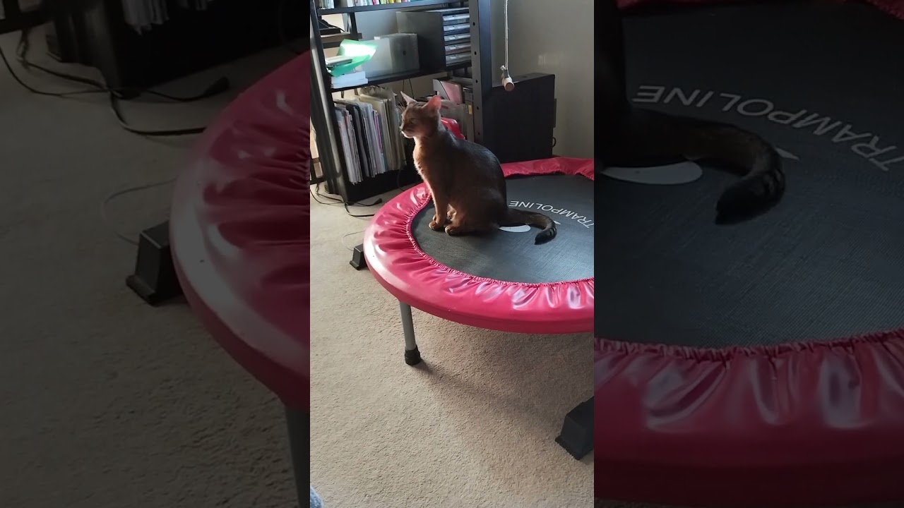 ネコ動画あび#1985　#shorts　あびの毎日　アビシニアン　あび