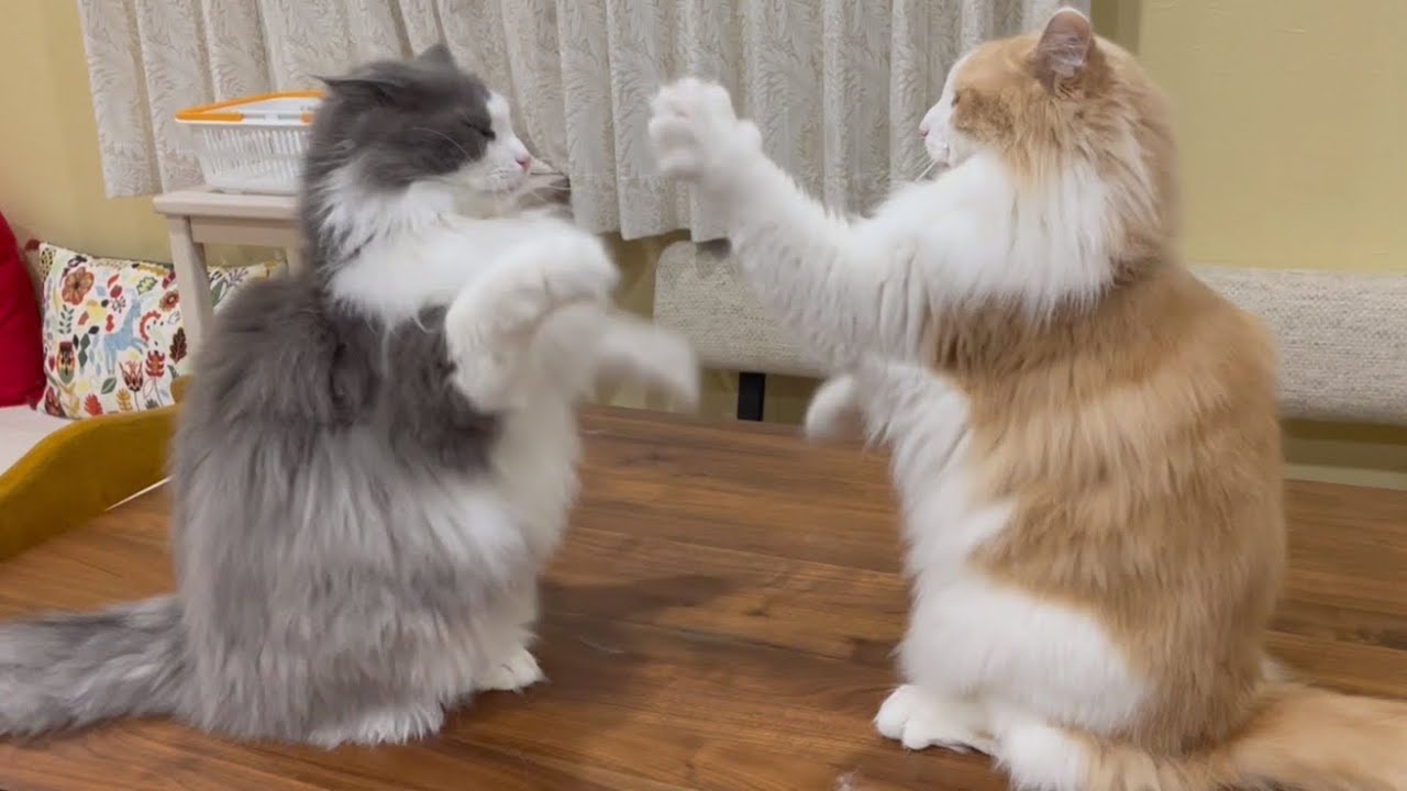 【バトル‼︎】ノルウェージャンフォレストキャットのシャールのバトル特集！